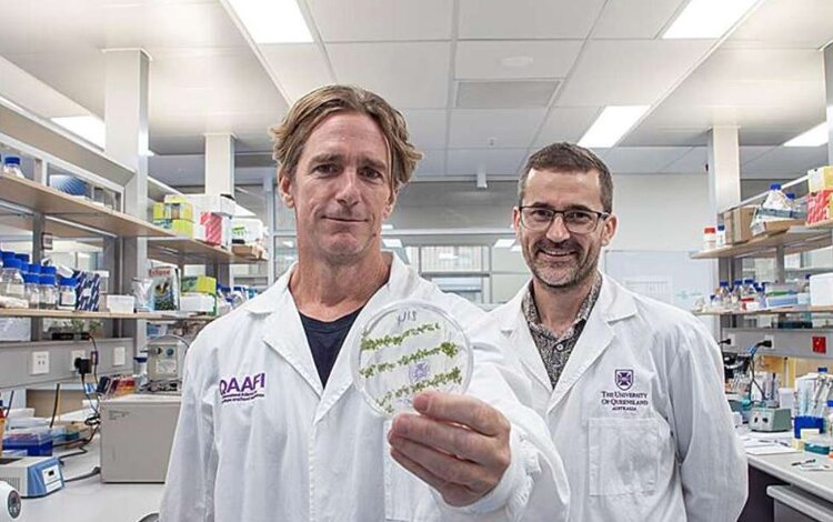 У биопестицидов РНК есть дополнительная подземная сила - фото