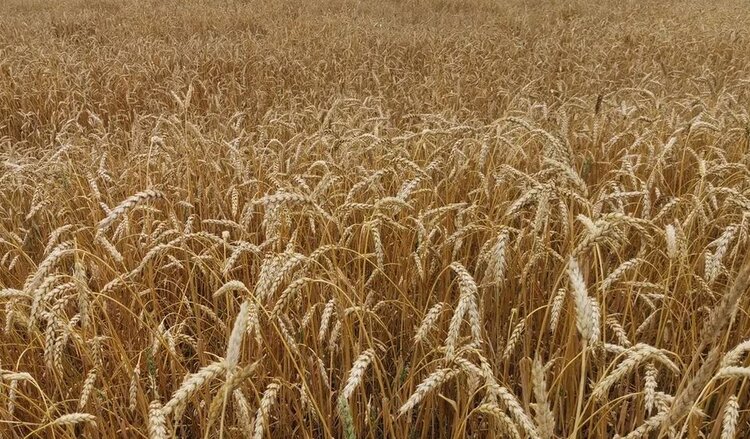 В важнейшую науку - селекцию сельхозкультур - инвестирует «Щелково Агрохим» в Орловской области