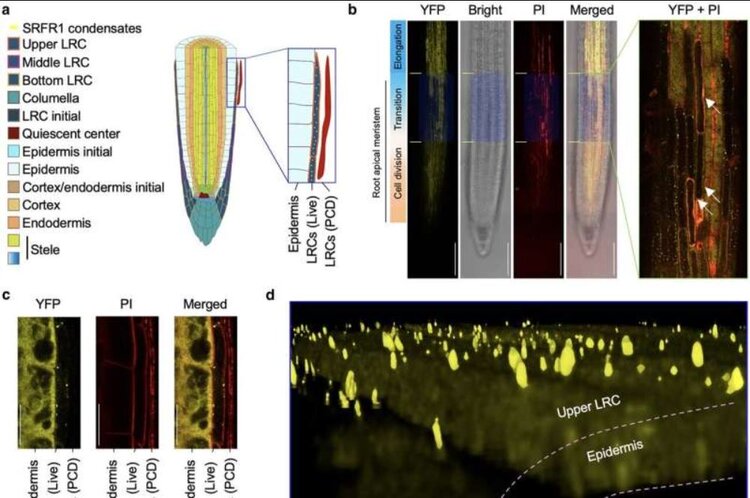 Игра с белком: метод удлинения корней для селекции засухоустойчивых культур 