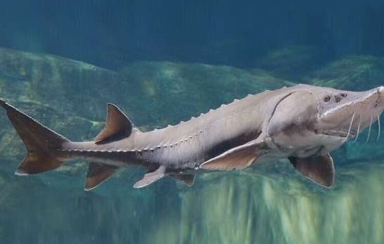 Восстановление популяции краснокнижной белуги в России идет успешно