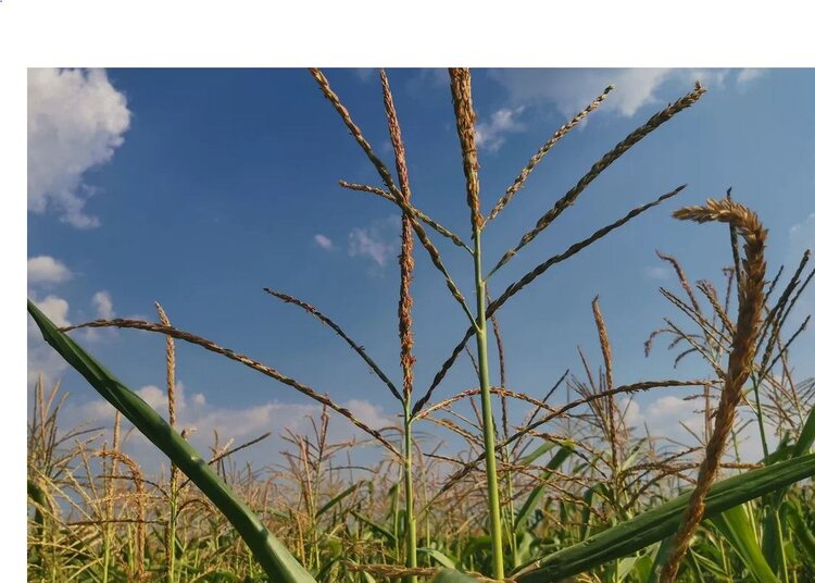 Определен главный ген для селекции кукурузы на холодоустойчивость