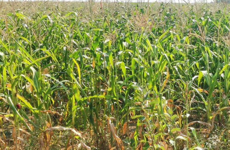 Удобрения для кукурузы меняются вместе с климатом - фото