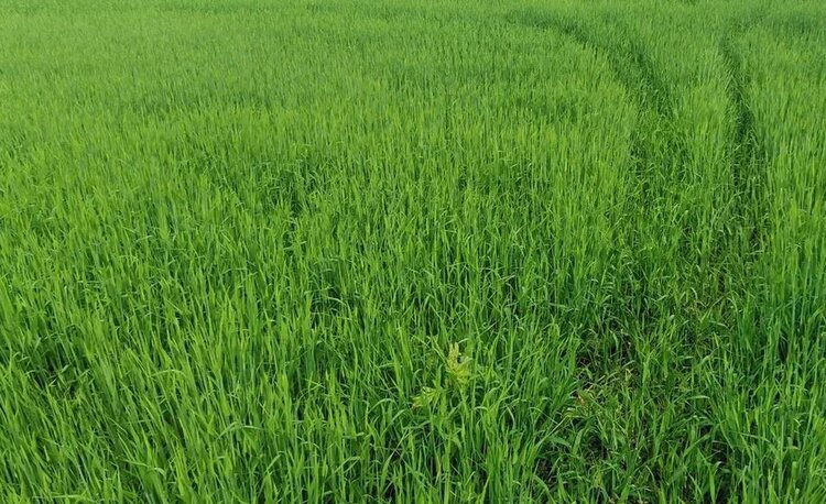 Какие сорта пшеницы стали самыми зимостойкими на севере Ростовской области в зимовку 2026 - фото