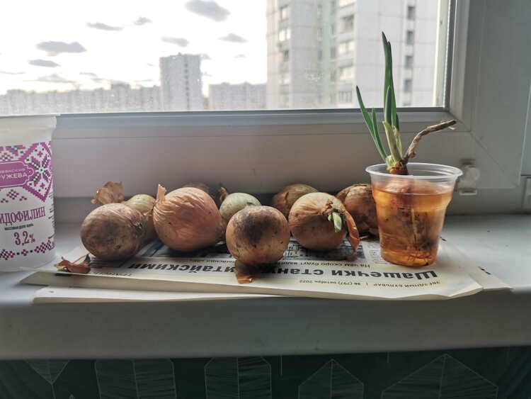 Лучшие виды и сорта лука для весенней посадки: для еды, хранения и зелени