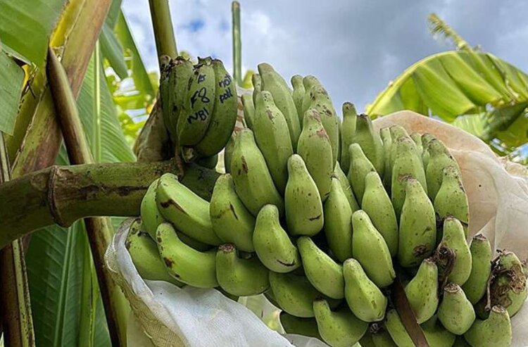 Генетические открытия вселяют надежду на спасение бананов от панамской болезни - фото