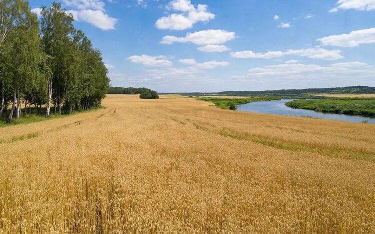 Какую прибавку урожая дало внедрение АЛСЗ в белгородской агрофирме - фото