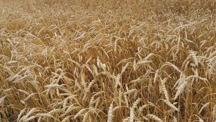 Селекционеры пшеницы помогут оздоровить весь мир - фото