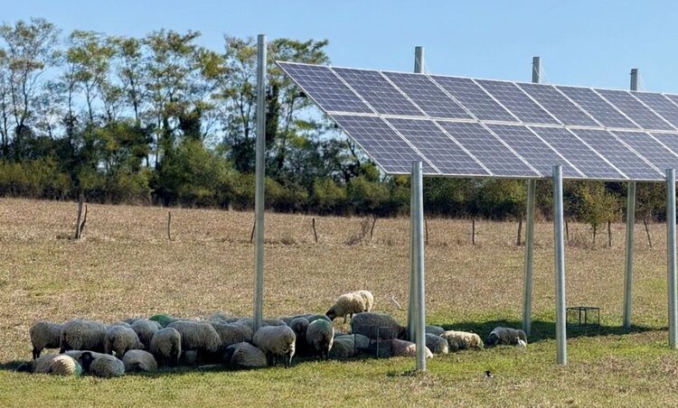 Как солнечные панели встраиваются в овцеводство - фото
