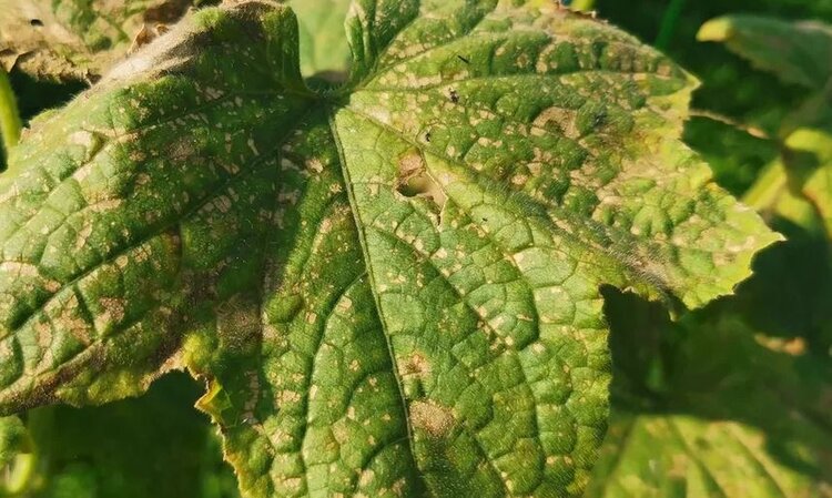 Против вируса табачной мозаики оказался эффективным гриб кордицепс - фото