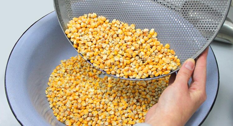 Для экспорта в Иран кукурузу проверили на сухую гниль методом ПЦР