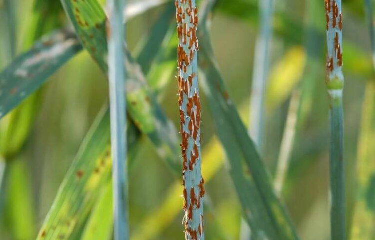Как расшифровать врага: геномная наука меняет борьбу со стеблевой ржавчиной пшеницы