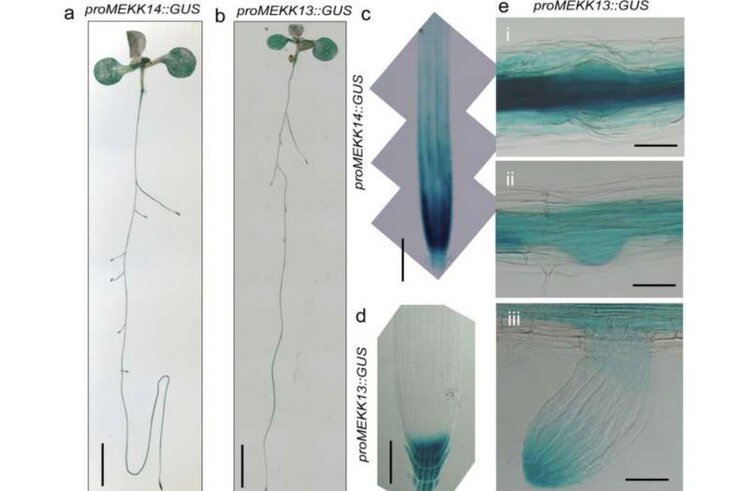 Чем отличаются азотэффективные растения, объясняют ученые - фото