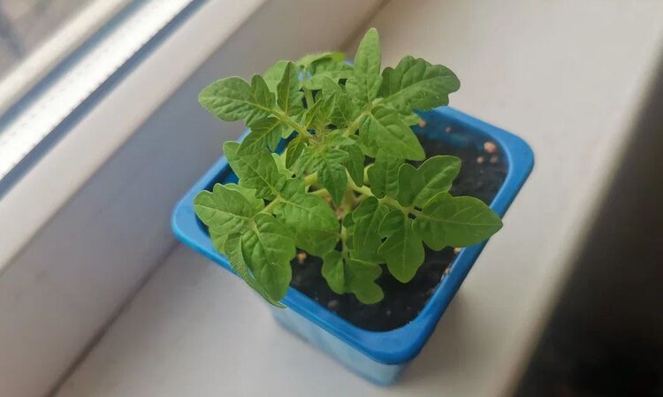 Когда сеять помидоры на рассаду по срокам созревания - фото