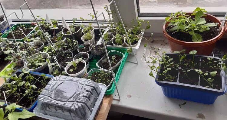 Пикировка и перевалка рассады: в чем разница и почему это знание спасает урожай - фото