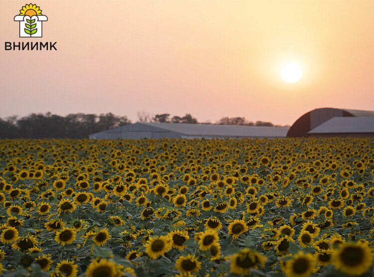 20 перспективных образцов масличных ВНИИМК передал на госсортоиспытание - фото