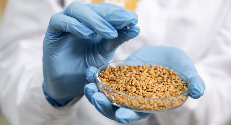 У российской пшеницы повышается качество - фото