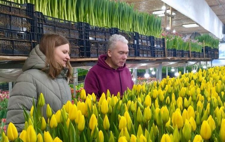 Для псковских тюльпанов помогут подобрать идеальный грунт