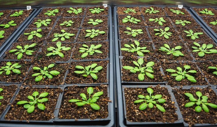 Терапия растительными гормонами обеспечивает баланс между ростом и иммунитетом сельхозкультур - фото