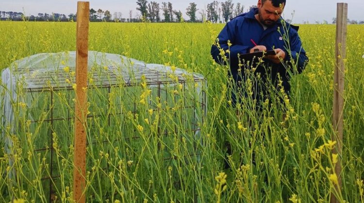 Аргентина начнет считать пчеловодство компонентом агрономического управления полем