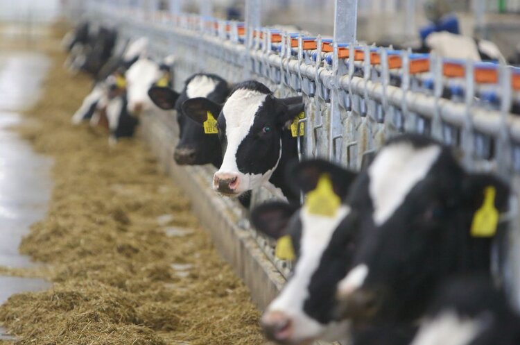 Молочным лидером Сибири 2025 стала Томская область