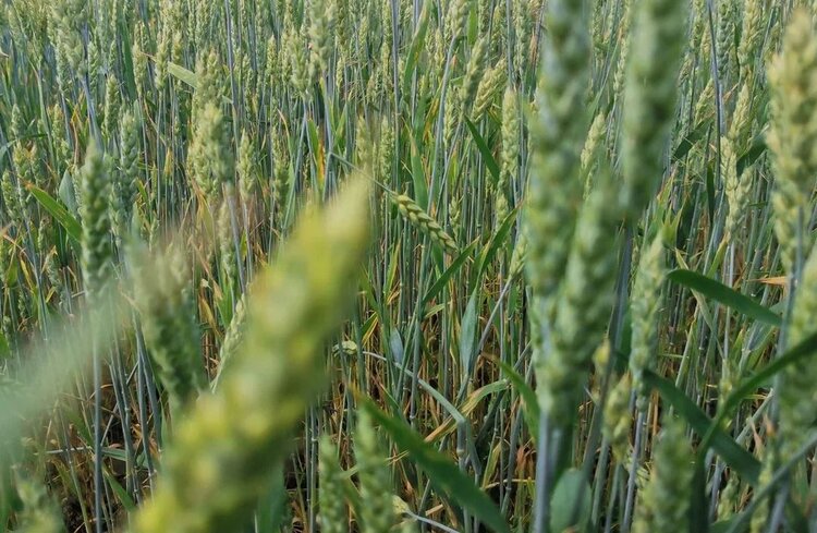 Гербицидный дуэт: пироксулам повышает устойчивость пшеницы к бикслозону