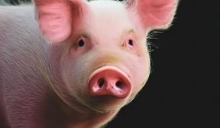 Новая вакцина-кандидат против Mycoplasma hyorhinis, важного бактериального патогена свиней, разработана венгерскими учеными - фото