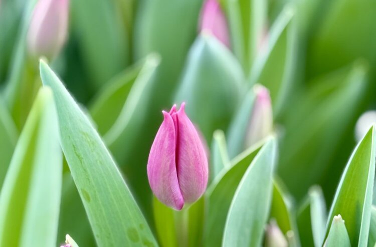 Ярославские тюльпаны, розы и орхидеи: цветочные успехи тепличного комбината «Ярославский» - фото