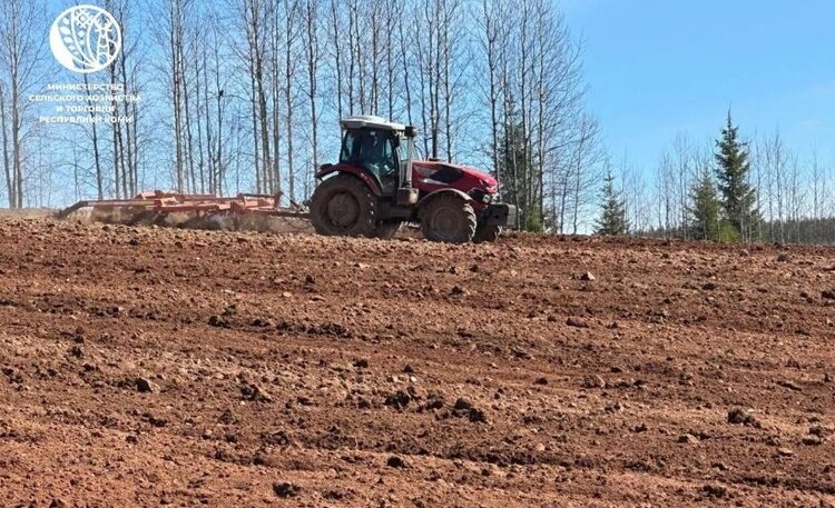Коми продолжает расширять сельхозугодья: прошли эксперименты с кукурузой