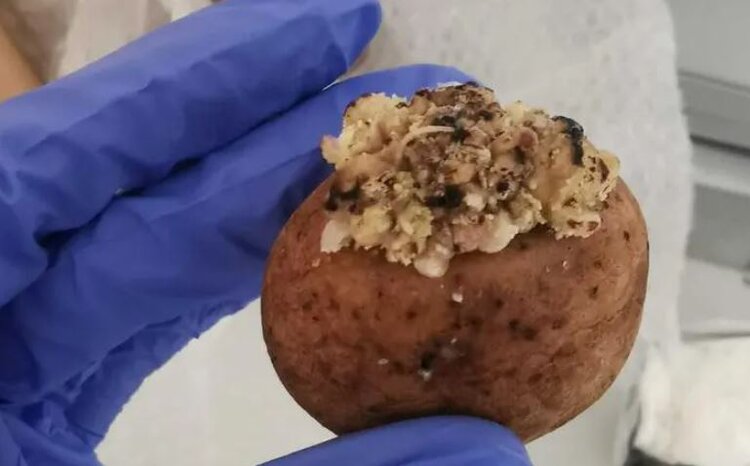 Уникальный запах картофельной бородавки определили немецкие ученые - фото