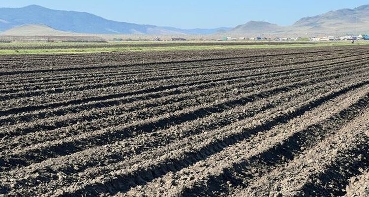 БурНИИСХ поднимает пары: создается будущий семенной фонд Бурятии