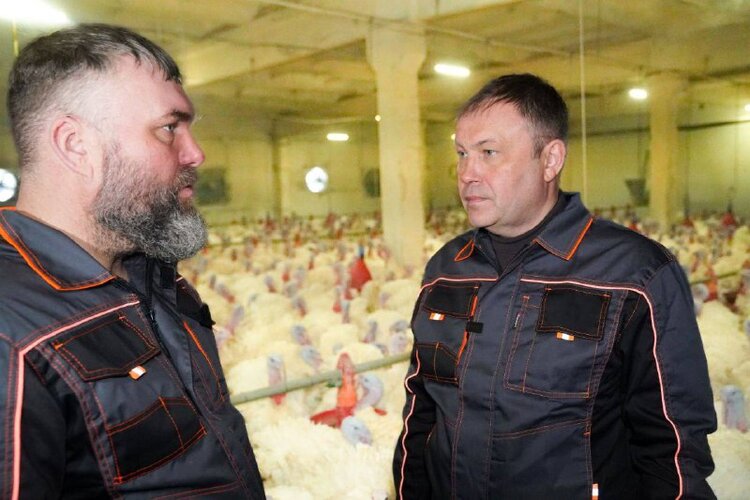 Всего за полгода поголовье индейки в Кузбассе увеличилось в 8 раз