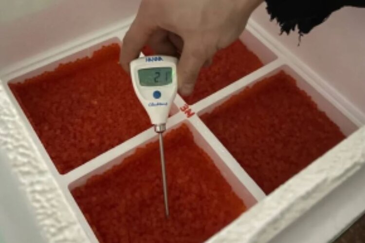 35 тысяч эмбрионов радужной форели прилетели из Франции в Хабаровск