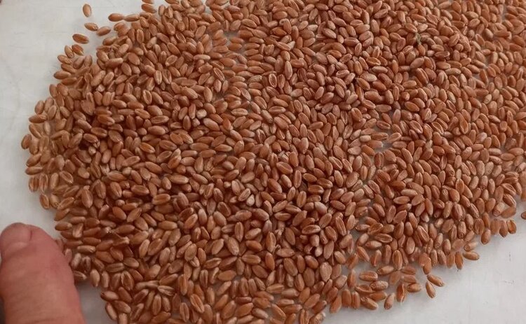 Вызовы и первые победы. Как в Херсонской области развивается семеноводство  - фото