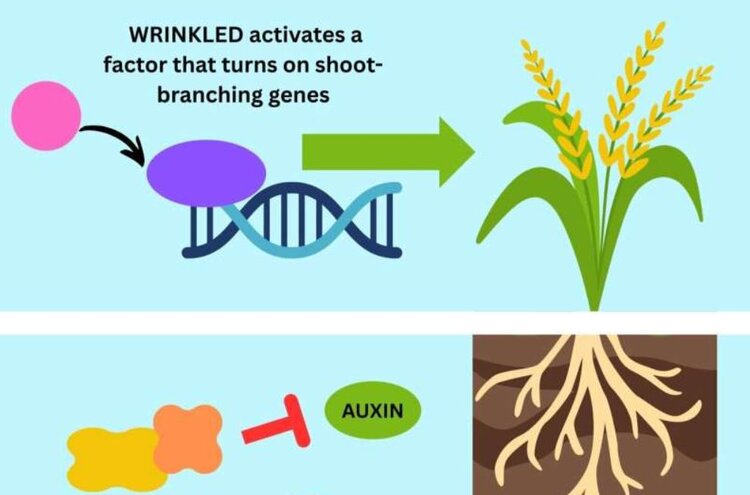 Азотэффективный рис уже создан - фото
