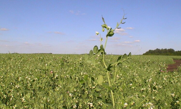Горох извлекает выгоду из возросшего интереса к растительному белку - фото