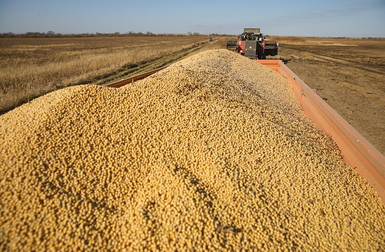 Приморье отправляет пробную партию соевого шрота в Пакистан - фото