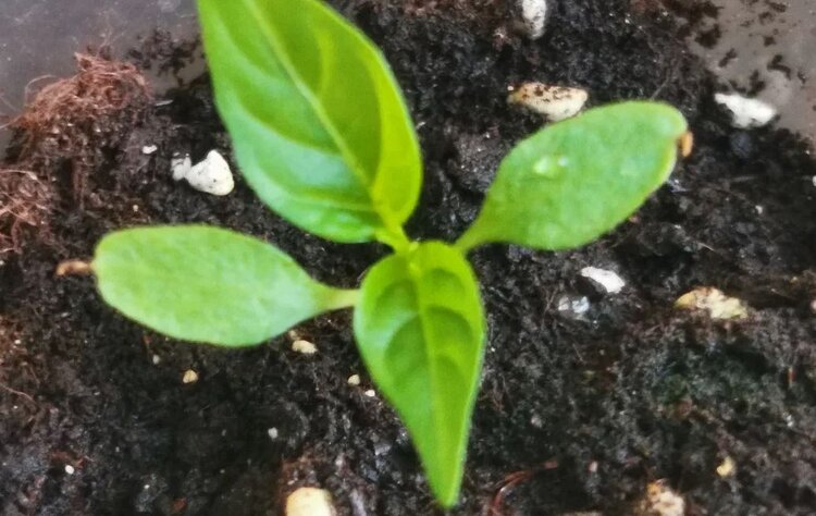 Почему у рассады перца листья скручиваются: разгадываем зашифрованное послание - фото