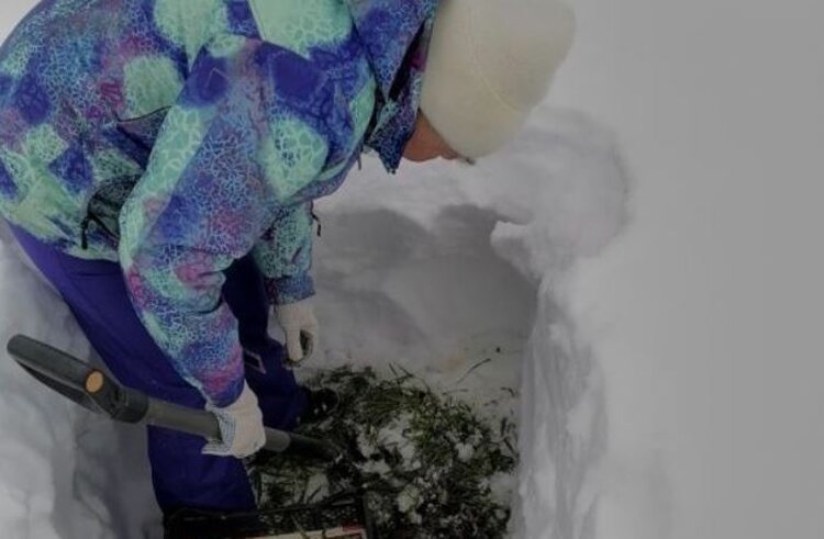 Озимые Подмосковья: как они пережили снег, морозы и оттепели - фото