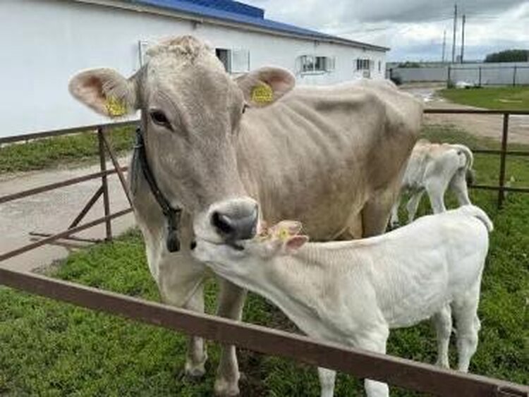 В Нижегородской области растет число племхозяйств-участников федерального проекта по геномной селекции
