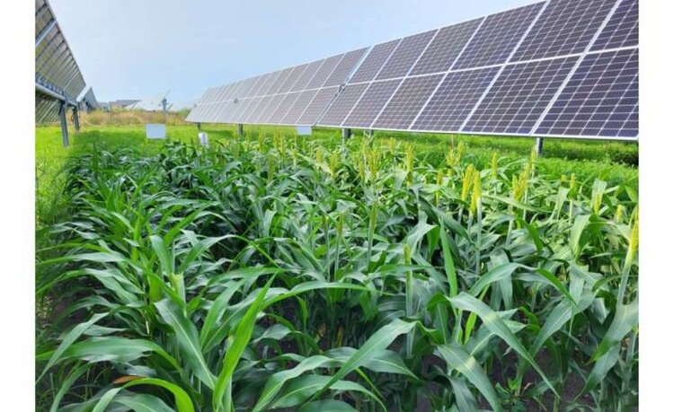 Агровольтаика на основе кукурузы и сои в полузасушливом регионе приносит экономическую выгоду - фото