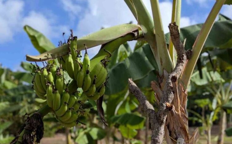 Многообразие полезных нематод на тихоокеанском острове Гуам надежно защищает бананы - фото