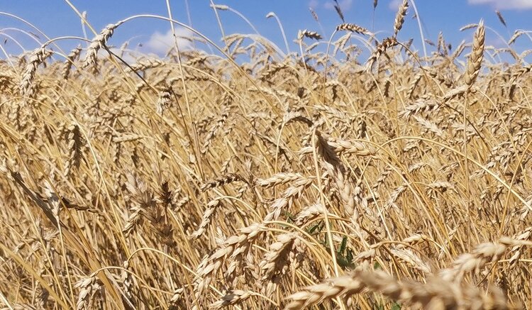 Пирикуляриоз пшеницы признан новой растущей угрозой в Китае - фото