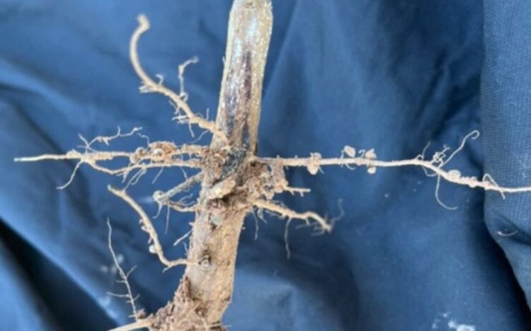 Разработка бактериальных инокулянтов для сои против «пальцев мертвеца» актуальна с изменением климата - фото