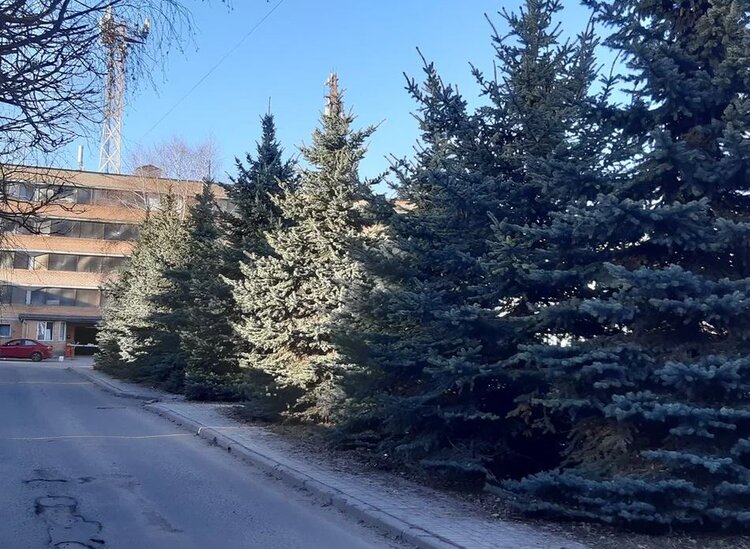 Экологические функции хвойных в городах обсудили молодые исследователи