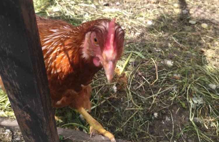 Чем дешево и практично кормить пожилую курицу несушку для яйценоскости - фото