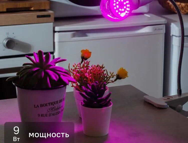 Как не убить суккулент: пошаговое руководство по уходу - фото