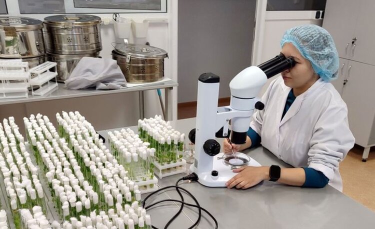 У Чувашского ГАУ появились два новых патента в сфере хмелеводства - фото