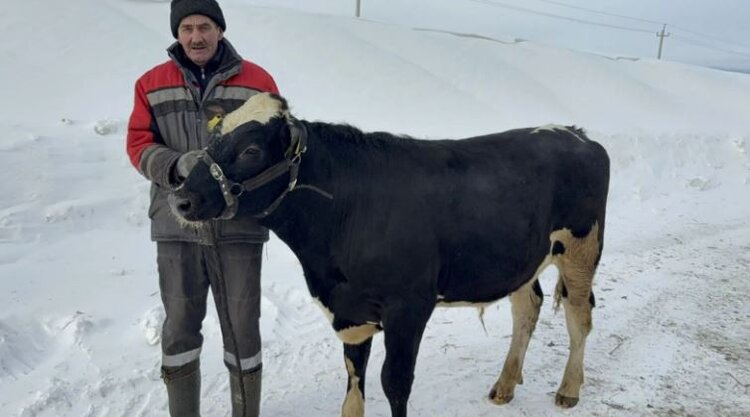 Сэмпай — яркая новая звезда среди голштиновых быков-производителей