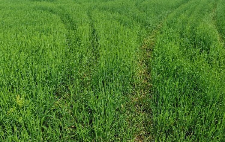 Гербициды удерживают лидерство в экономичной защите озимой пшеницы от сорняков - фото