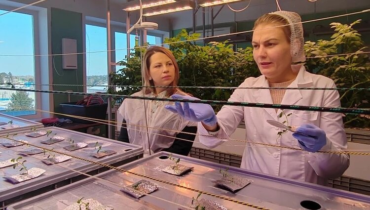 Сибирский научно-исследовательский институт сельского хозяйства и торфа проводит селекцию на супер-стойкость - фото